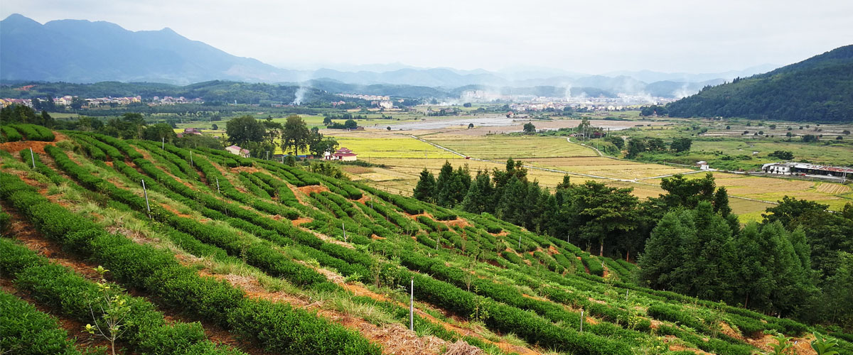 茶山